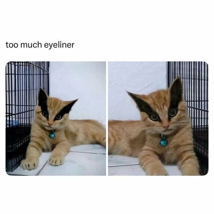 Funny and wholesome cat with unique black markings around eyes lying near a cage, featured in animal posts to cleanse your feed.