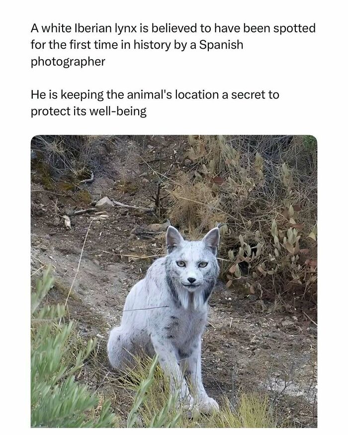 A rare white Iberian lynx sitting in dry shrubs, featured in funny and wholesome posts to cleanse your animal feed.