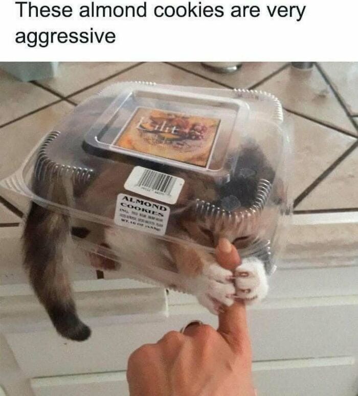 Cat trapped inside a cookie container playfully grabbing a finger, a humorous meme to handle reality with laughter.