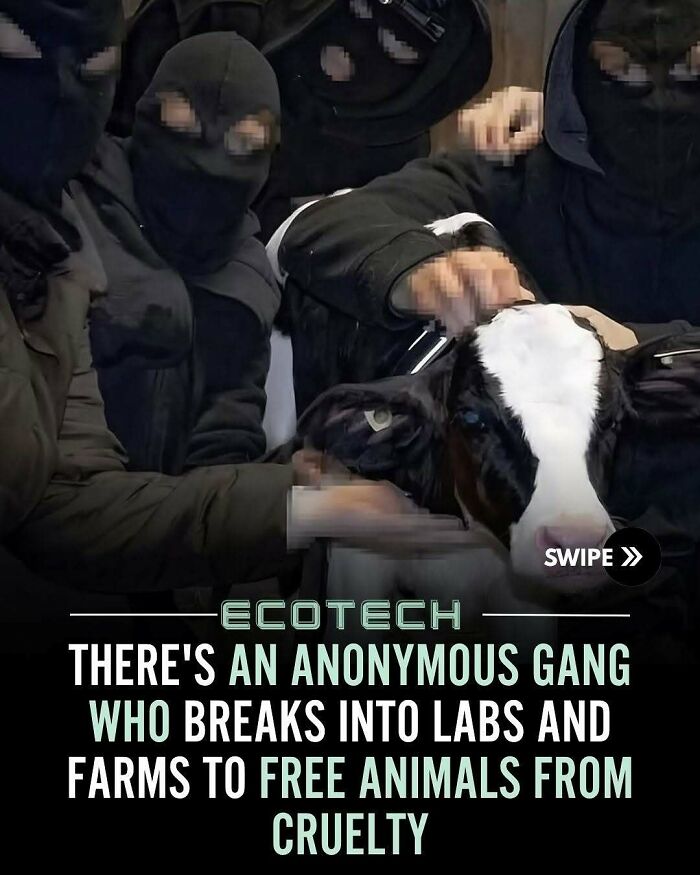 Anonymous group rescuing animals from cruelty at labs and farms, promoting positivity and kindness toward living beings.