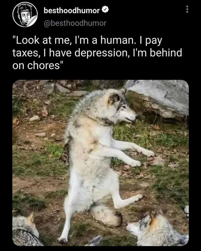 Meme showing a wolf standing on hind legs with a humorous caption about human struggles and chores.