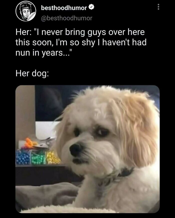 Tweet meme showing a sarcastic dog expression, part of a collection of funny memes with no reason to be this funny.