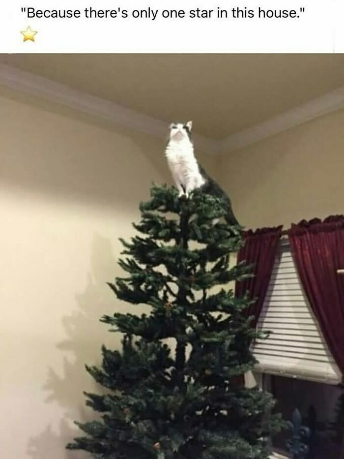 Cat perched on top of a Christmas tree, humorously replacing the star in a reality humor meme.
