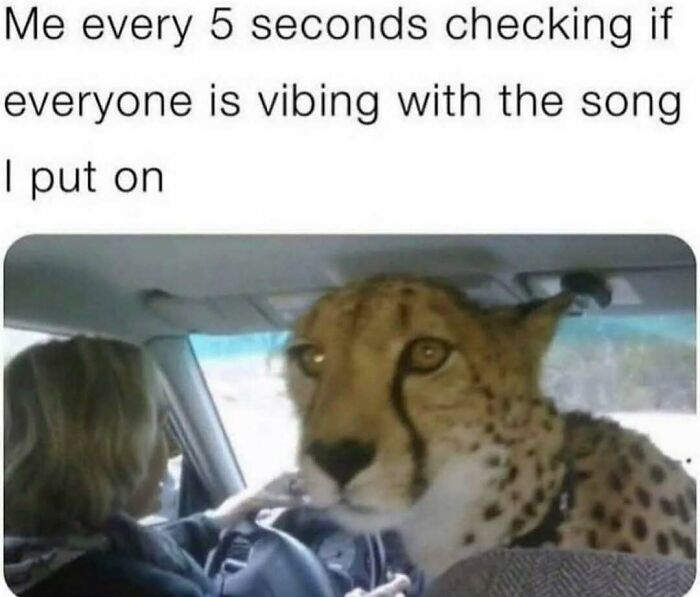 A humorous Know Your Meme showing a cheetah looking suspiciously inside a car while a person drives.