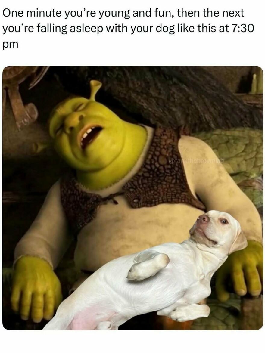Shrek sleeping with a dog at 7:30 pm, illustrating a humorous moment from therapist memes to share with your therapist.