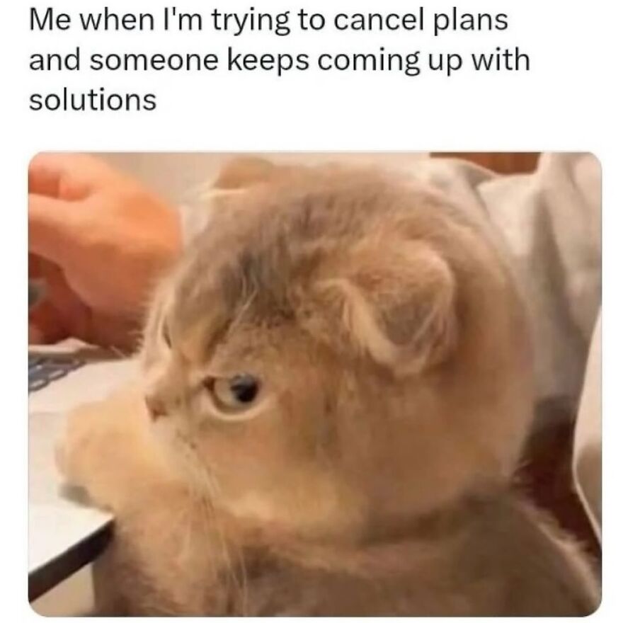 A close-up of a cat looking annoyed with text about canceling plans and someone offering solutions meme for therapy humor.