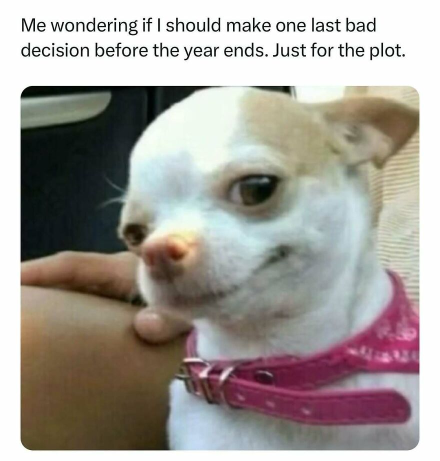 Small dog with a skeptical expression wearing a pink collar, illustrating a meme about therapy and bad decisions before year-end.