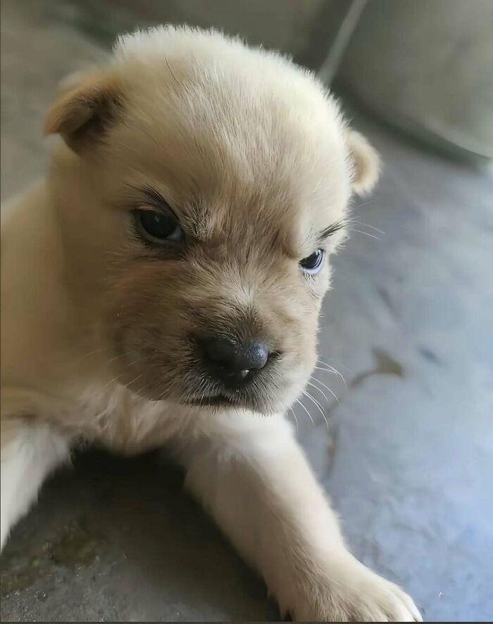 Close-up of an adorable puppy with a serious expression, one of the funny and adorable cats and dogs deserving best snacks.