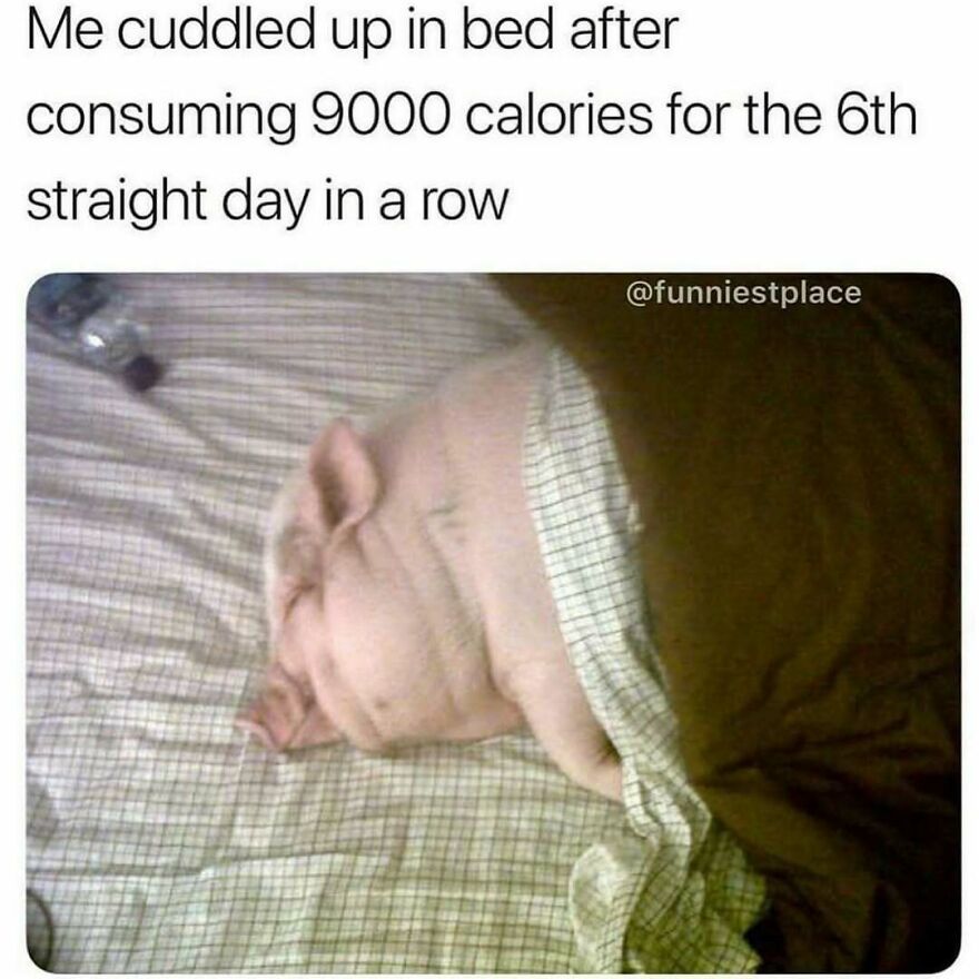 Pig cuddled up in bed under a blanket, humorously illustrating a meme about therapy and self-care moments.