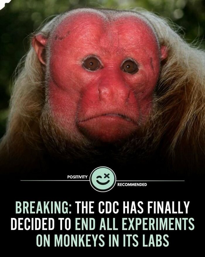 Monkey with a red face and long hair, accompanied by a positive message about ending experiments on monkeys in labs.
