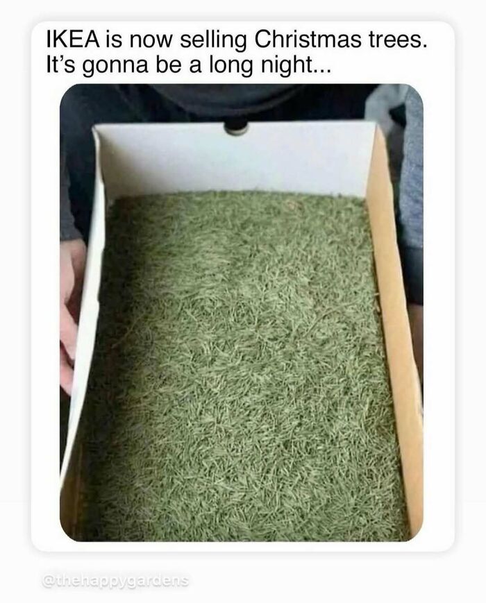 Box filled with loose pine needles as a dad joke about IKEA selling Christmas trees, from a collection of funniest dad jokes.