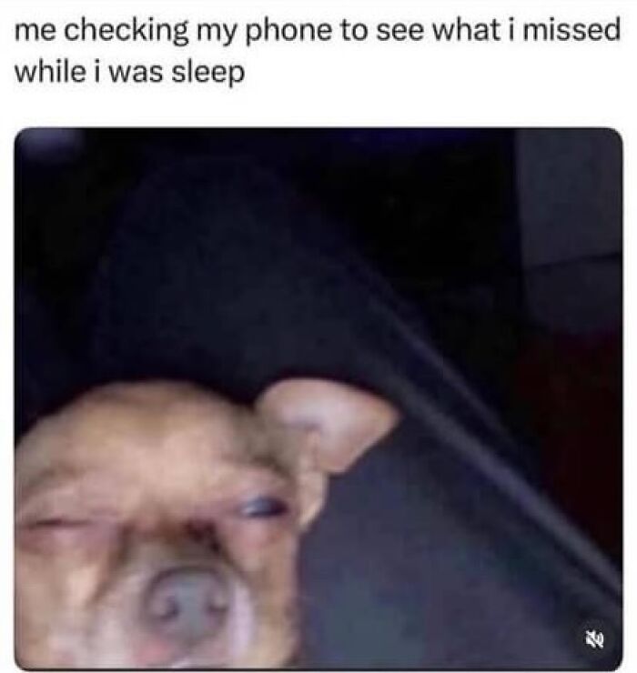 A sleepy dog squinting humorously at a phone screen, illustrating memes to help handle reality with humor.