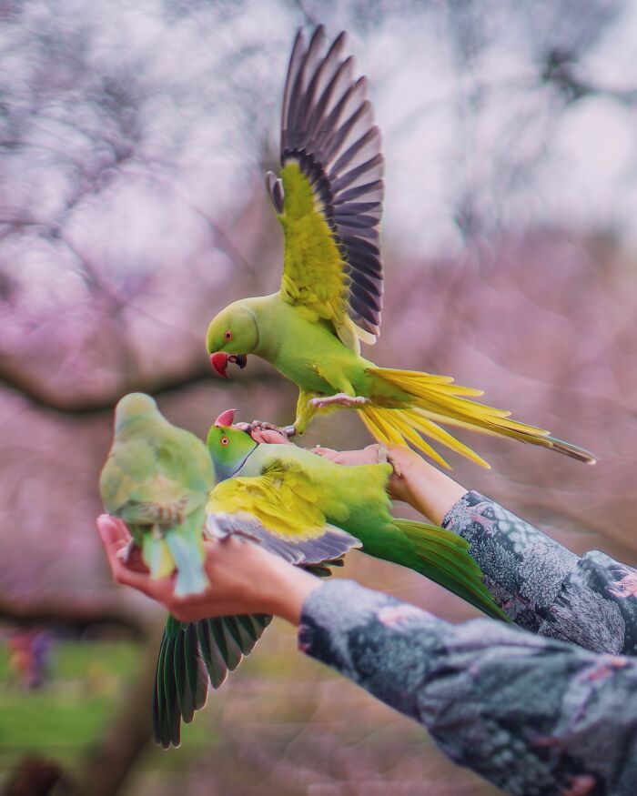 Don't Be Fooled, You See Leaves On A Tree In London In Winter, Not 1,000 Green Parrots