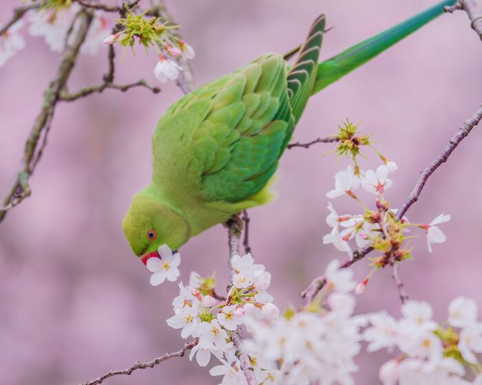 Don't Be Fooled, You See Leaves On A Tree In London In Winter, Not 1,000 Green Parrots