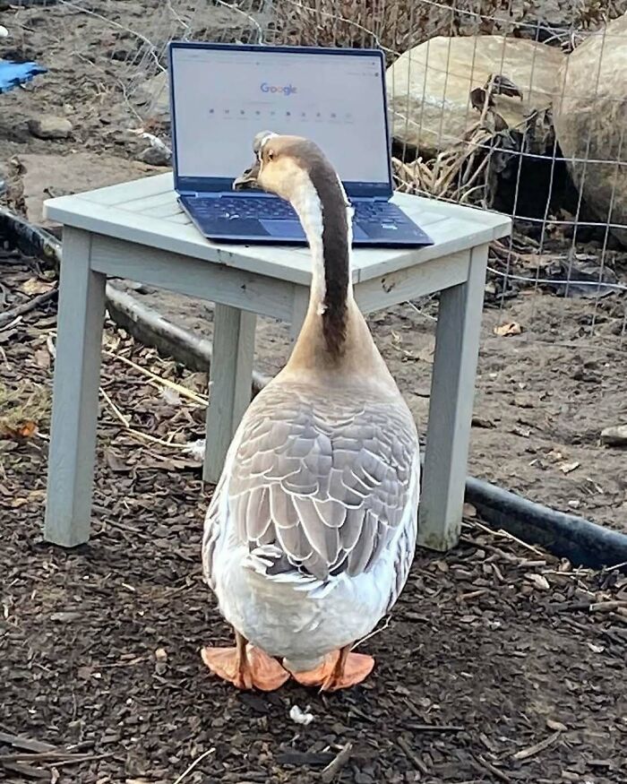 Goose standing on dirt looking at a laptop on a small table outside in an animal memes setting.