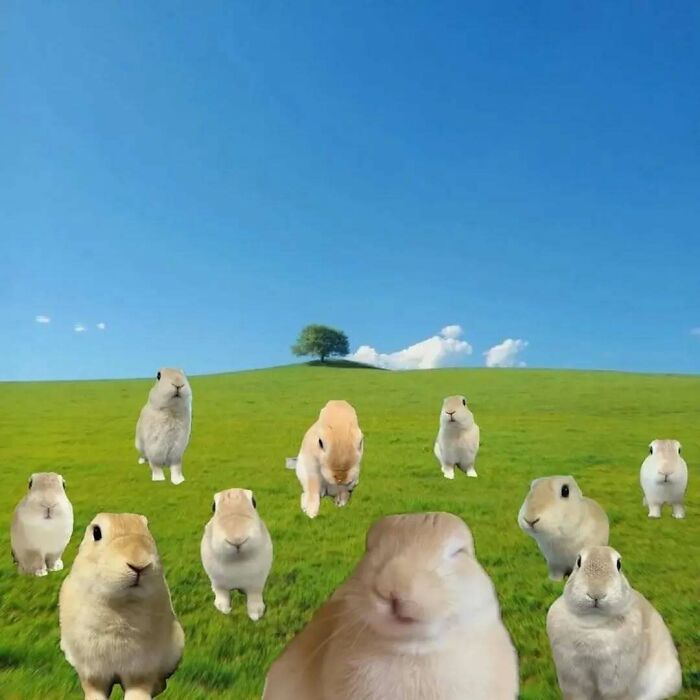 A group of cute rabbits on a green field under a bright blue sky, perfect for animal memes and lighthearted fun.