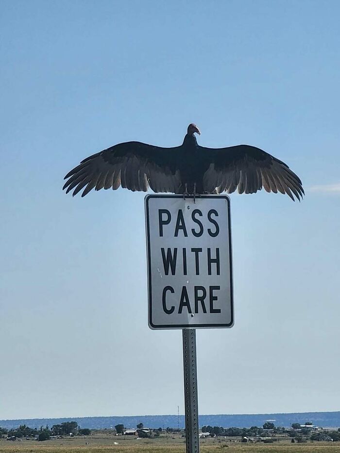 Vulture with wings spread perched on a pass with care sign in open landscape, animal memes concept.