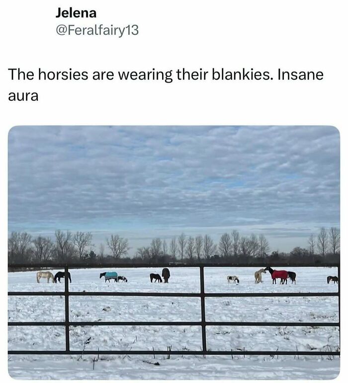 Horses wearing colorful blankets in a snowy field under a cloudy sky, perfect animal memes to lighten heavy thoughts.