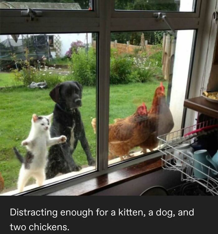 Kitten, dog, and chickens looking through a window together in a backyard, capturing funny animal meme moments.