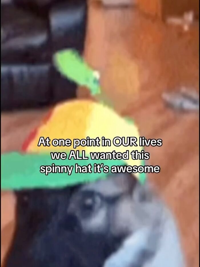 Dog wearing a colorful spinny hat indoors, a humorous animal meme helping people forget heavy thoughts.