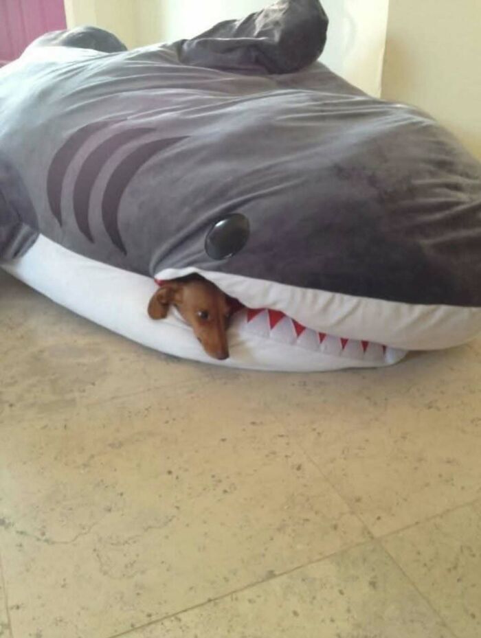 Small dog resting inside a large shark plush bed, a funny animal meme helping people forget heavy thoughts.
