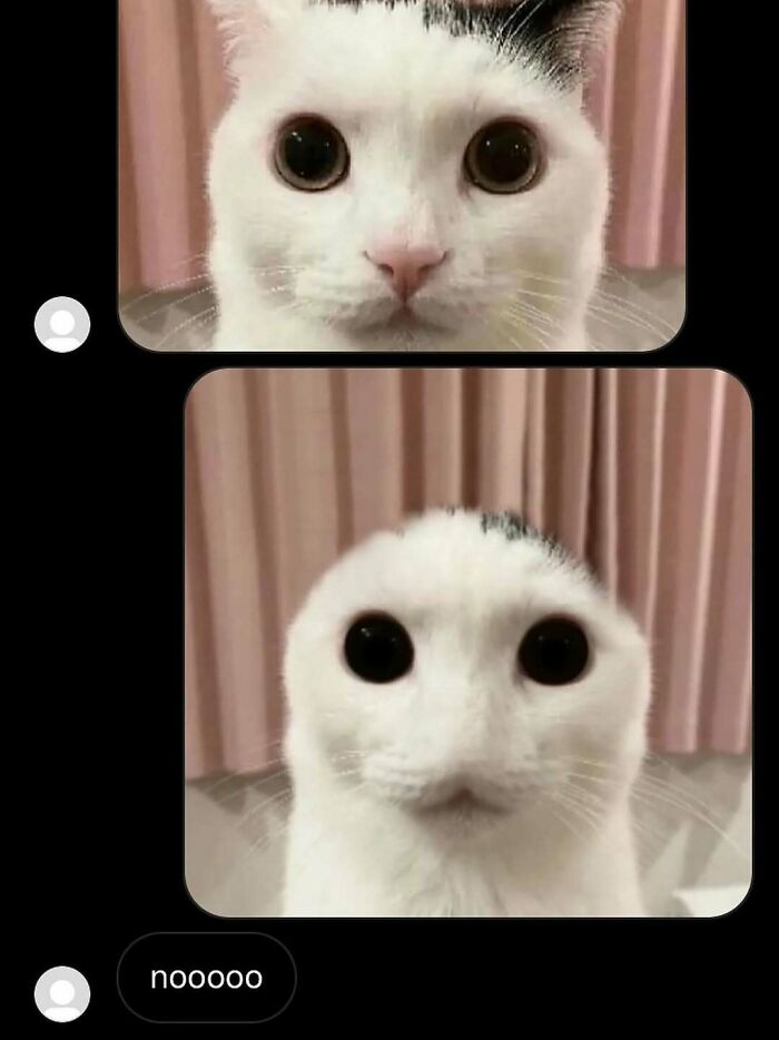 Close-up of a white cat with large eyes, part of animal memes helping people forget heavy thoughts.
