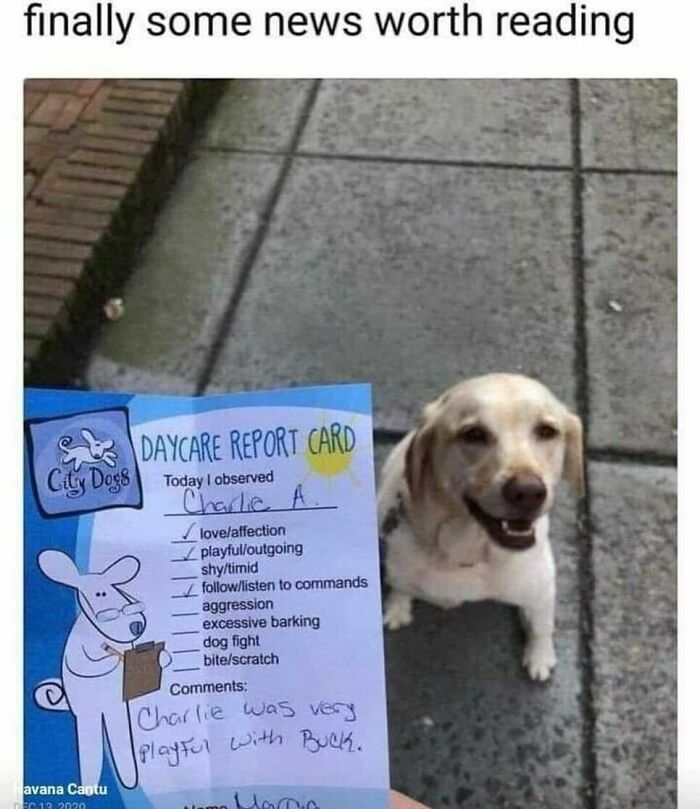 A happy dog sitting on pavement next to a daycare report card with playful and affectionate notes, an animal meme.