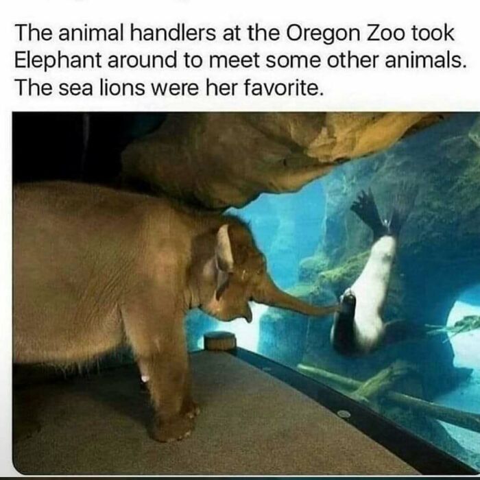 Elephant meeting sea lions through glass at the Oregon Zoo, a heartwarming animal meme helping forget heavy thoughts.