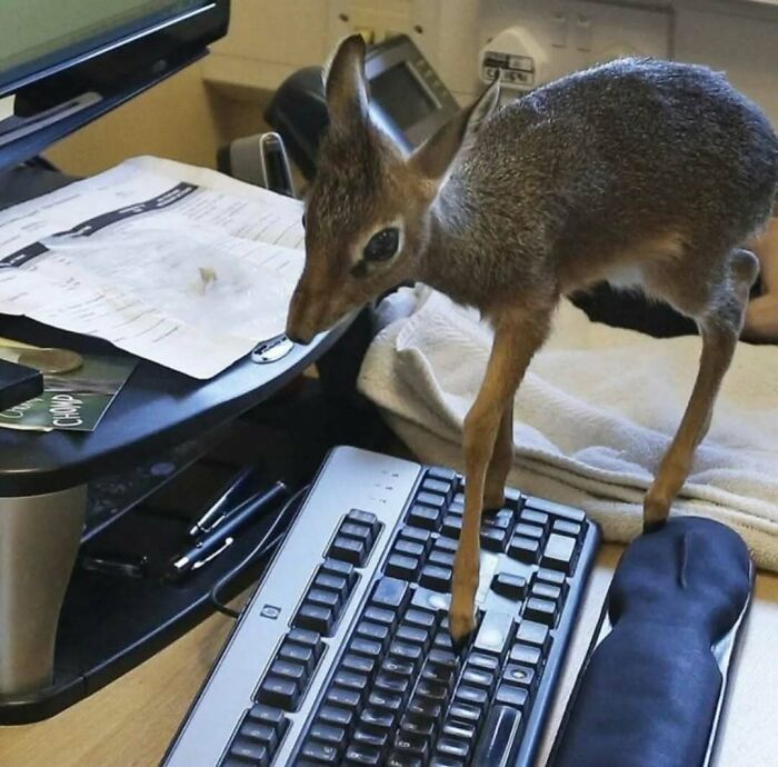 A small deer standing on a desk, curiously stepping on a computer keyboard in a home office setting.