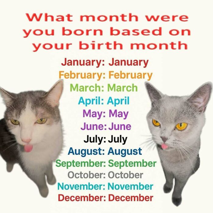 Two cats with tongues out beside colorful text listing birth months, a playful animal meme to lighten heavy thoughts.