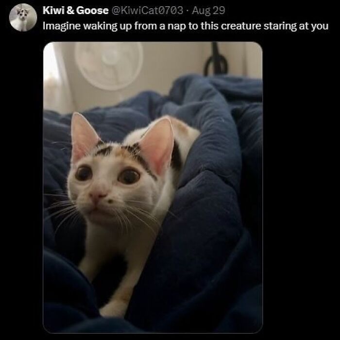 Cat with wide eyes staring from a blue blanket, part of animal memes that help people forget heavy thoughts.