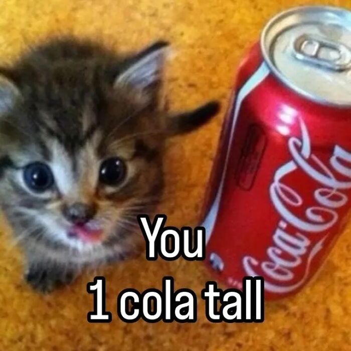 Small kitten with big eyes next to a soda can with funny animal meme text about cola tall size.