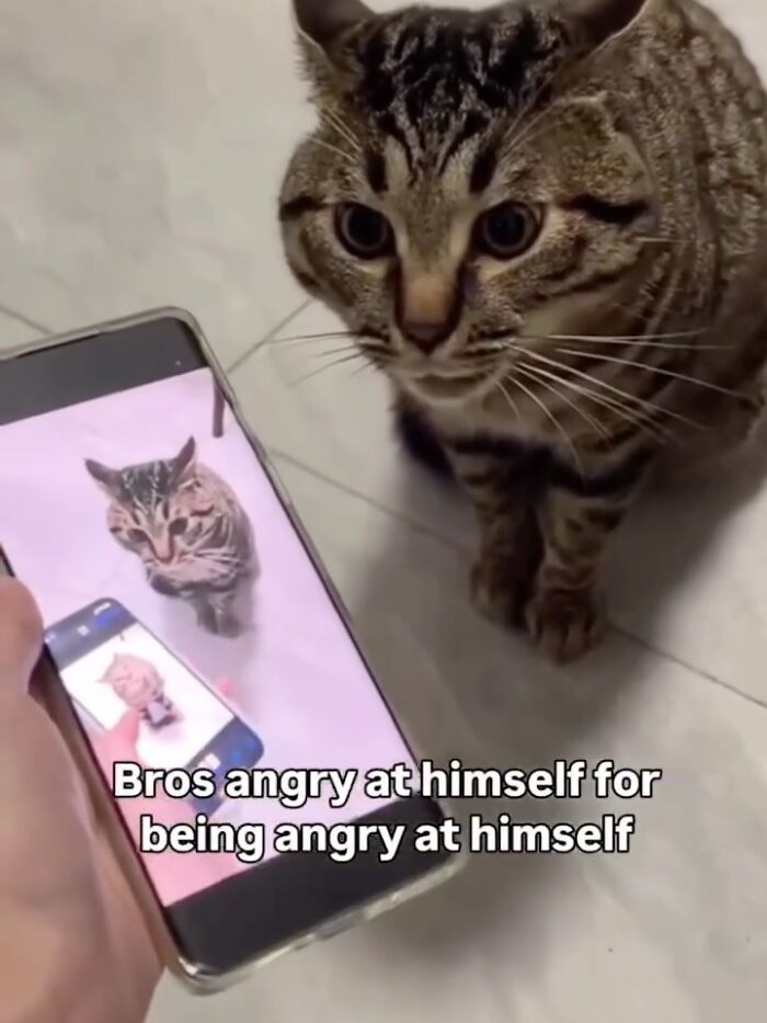 Tabby cat looking at a phone showing an animal meme about anger in a humorous and relatable moment.