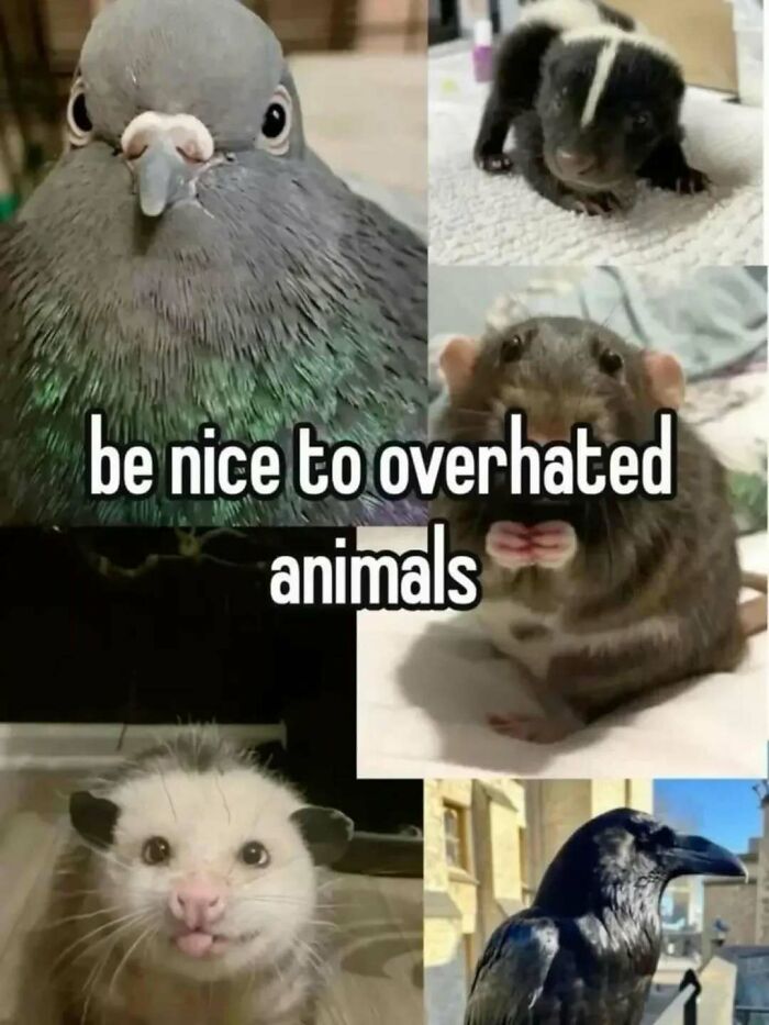 Collage of overhated animals including a pigeon, skunk, rat, opossum, and raven with a positive message.