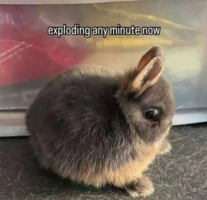 Fluffy small rabbit with wide eyes sitting on a surface, a relatable animal meme helping people forget heavy thoughts.