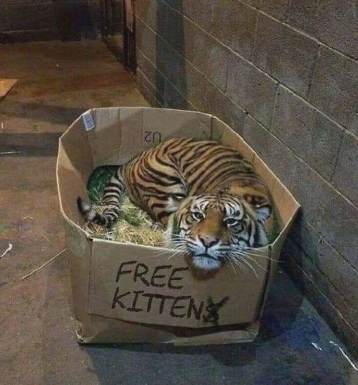 Tiger lying in a cardboard box labeled free kittens, showcasing a funny animal meme to lighten heavy thoughts.