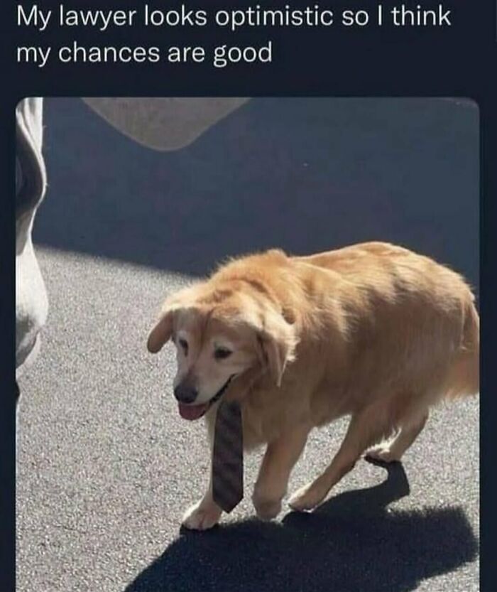 Golden retriever wearing a tie with a caption about optimism, part of animal memes that help people forget heavy thoughts.