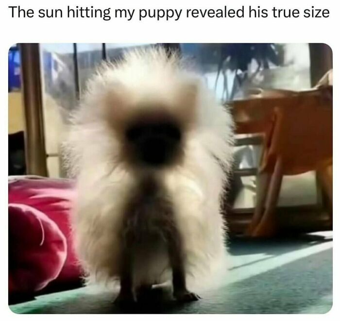 Fluffy animal meme showing a small puppy’s surprising true size in bright sunlight to lighten heavy thoughts.
