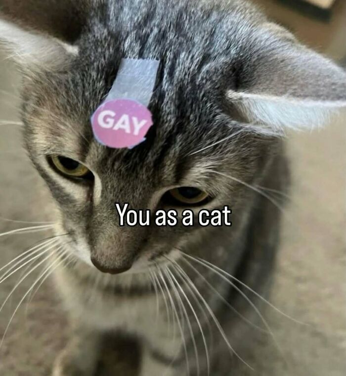 Gray tabby cat with a sticker on its forehead in a humorous animal meme helping forget heavy thoughts.