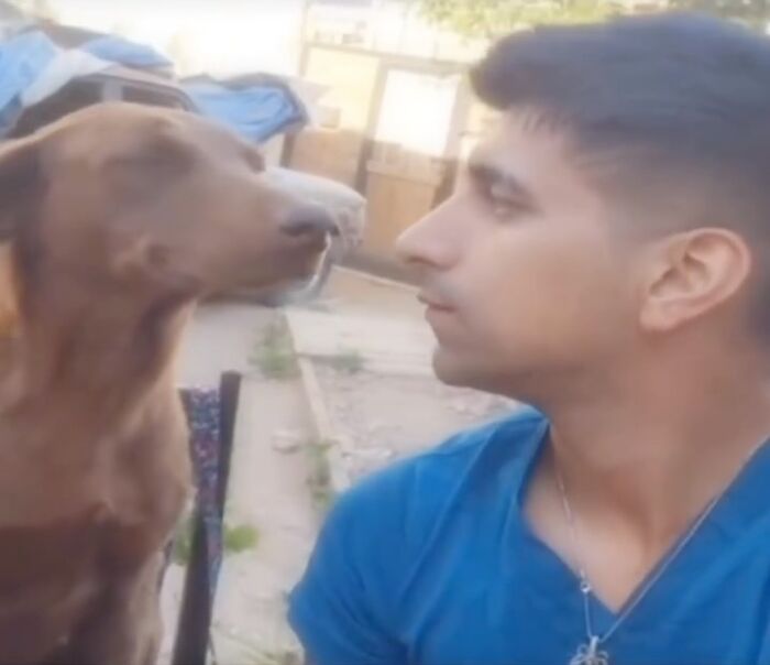 Man and brown dog looking at each other closely outdoors, a heartwarming moment featured in animal memes.
