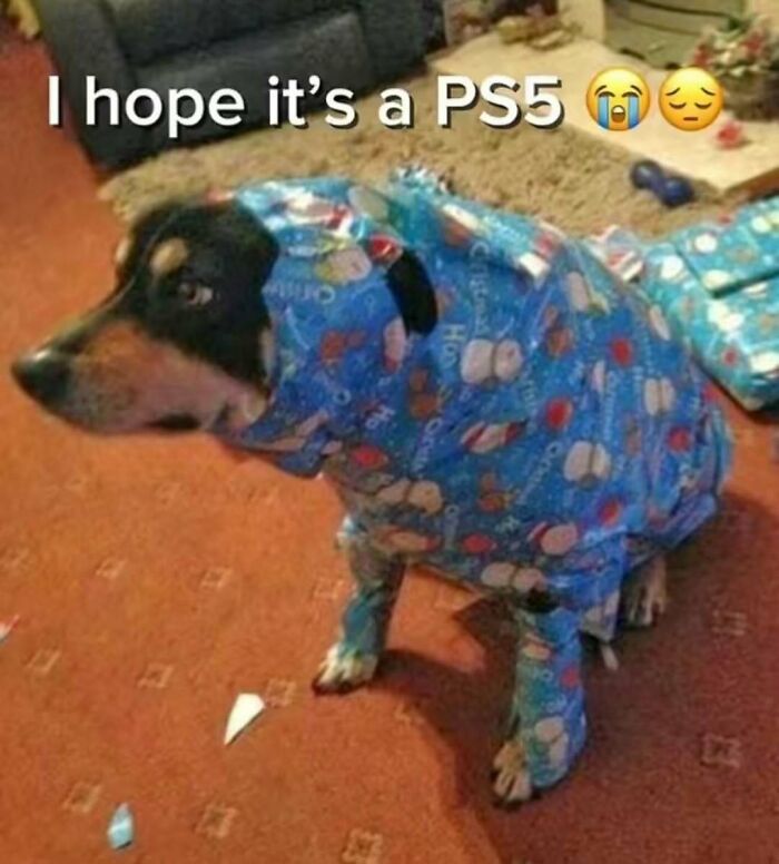 Dog dressed in blue wrapping paper sitting on carpet, caption expressing hope for a PS5, animal memes bringing joy.
