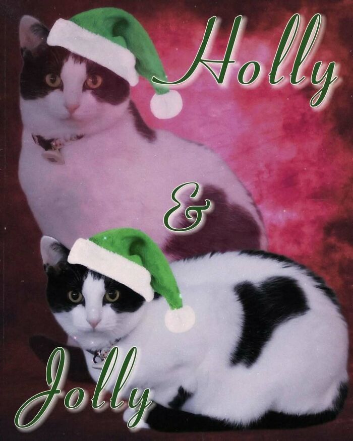 Two black and white cats wearing green Santa hats with festive text in a holiday-themed animal meme.