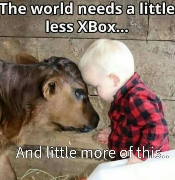 Child in a red plaid shirt gently touching heads with a calf, a heartwarming animal meme to ease heavy thoughts.