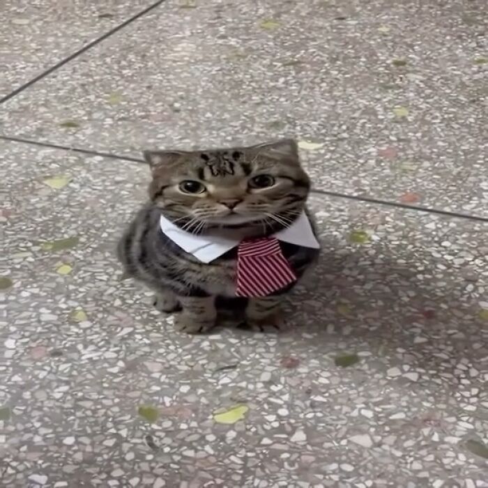 Tabby cat wearing a white collar and red striped tie, sitting on a tiled floor in a humorous animal meme style.