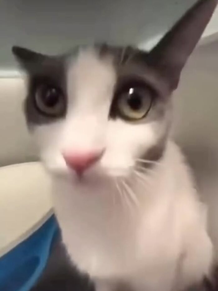 Close-up of a wide-eyed cat with a pink nose, featured in popular animal memes to brighten heavy thoughts.