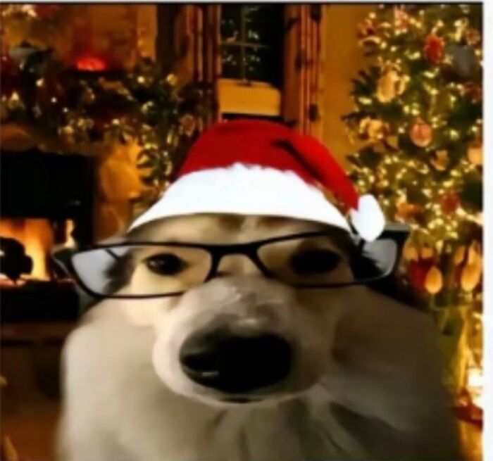 Dog wearing glasses and a Santa hat in a cozy room with a decorated Christmas tree and fireplace animal memes joy