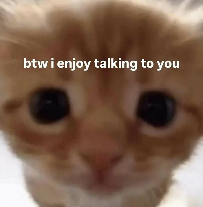 Close-up of an adorable kitten with large eyes and a caption saying enjoying talking to you, animal memes humor.