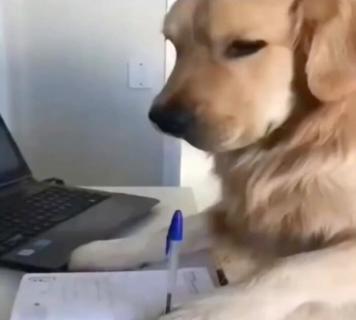 Golden retriever sitting at a desk with a pen and laptop, featured in popular animal memes for lighthearted fun.