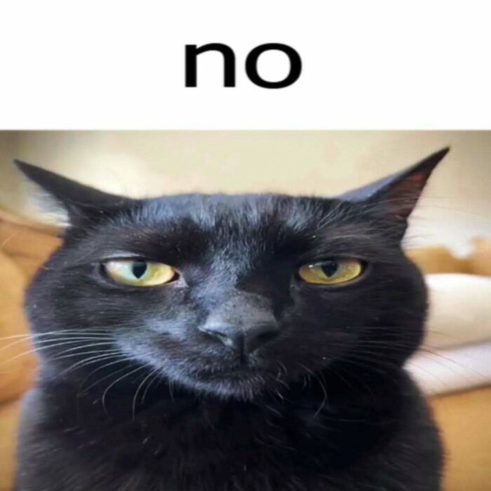 Black cat with narrowed eyes and caption no, a humorous animal meme to lighten heavy thoughts.