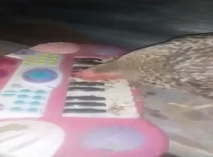 Chicken interacting with a toy keyboard in a humorous animal meme to lighten heavy thoughts and bring joy.